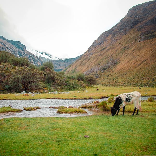 Laguna 69