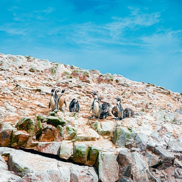 Paracas, Huacachina e Islas Ballestas